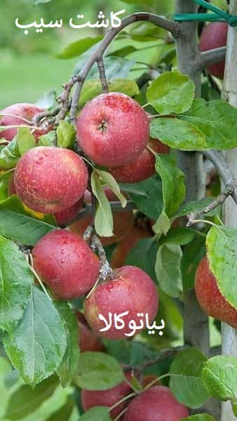 کاشت درخت سیب در میانه